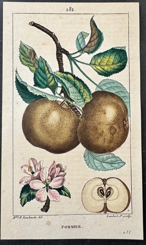 Flore médicale pommier - flore,