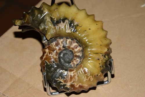 Ammonite douvilleiceras - ammonite,