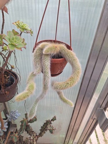 Hildewintera colademononis - hildewintera,