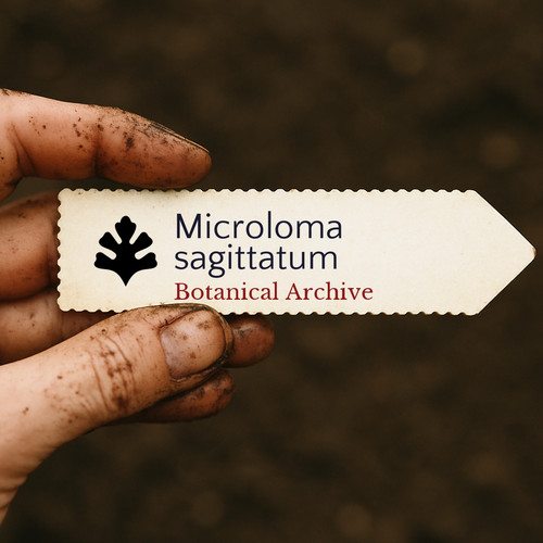 Microloma sagittatum seeds - microloma,