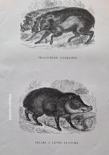 Gravures 1842 animaux - 19°an,