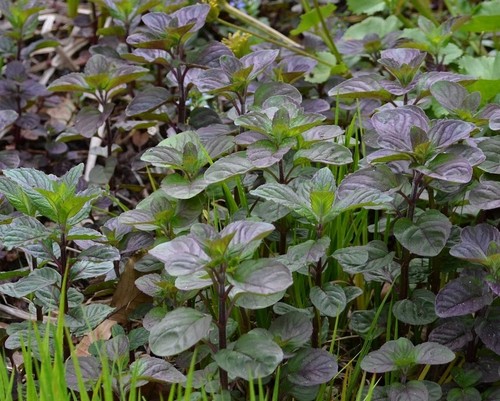 Menthe aquatique plante bassin - aquatique,
