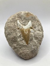 Dent requin fossile otodus - dent,