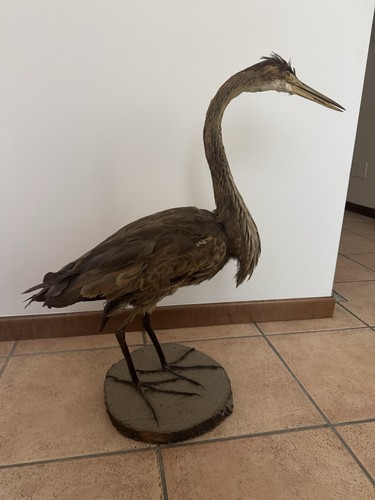 Heron bird taxidermy - heron, specimen