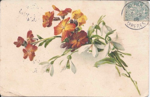 Cpa perce neige giroflée - perce,