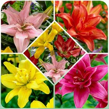 Bulbes de lys asiatiques