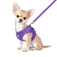 Harnais Petit Chien Chat