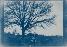 (a02) Cyanotype réalisé à