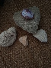 Lot coquillage calcaire