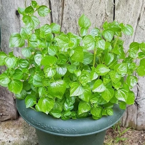 Crab claw seeds 5000pcs rau - claw,