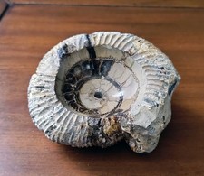 Ammonite fossile naturelle