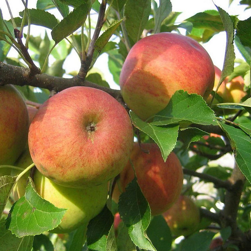 Pommier elstar malus - -,