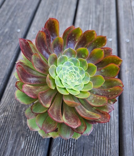 Aeonium fiesta easy - ,
