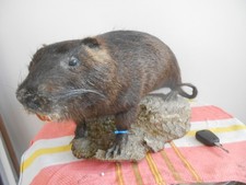 taxidermie Ragondin 