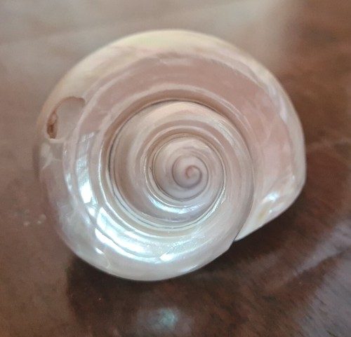 Coquille escargot nacre 8x5 - coquille,