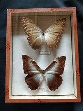 Boîte entomologique ancienne – 2 grands papillons Morpho (Morpho theseus) –...