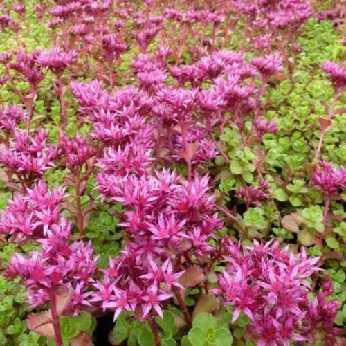 Graines orpin couvre sol - 20,