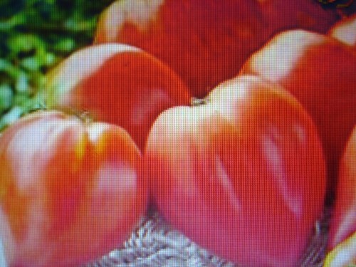 100 graines tomate coeur de - graines,
