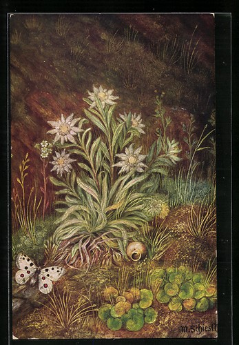 Carte postale artiste - postale, d'artiste