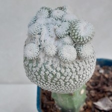 RARE Epithelantha Micromeris Mature Plant Producing Multiple Heads