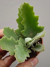 Kalanchoe feuille chêne - de,