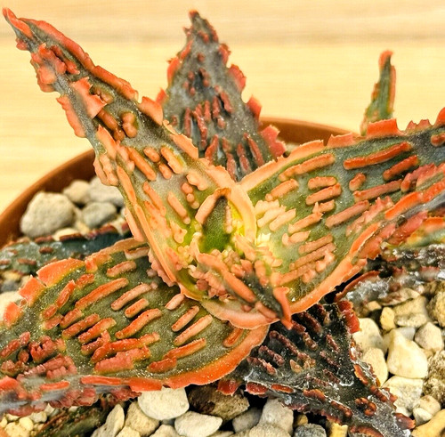Aloe tct pot code - aloe,