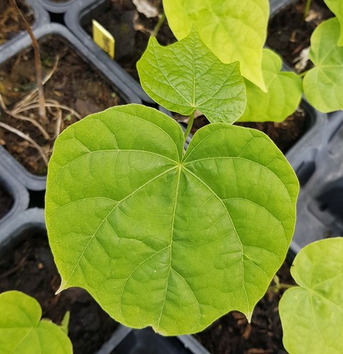 Erythrina caffra erythrine - caffra, /
