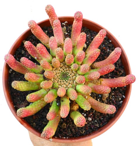 Euphorbia inermis seeds - seeds,
