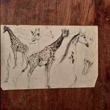 Dessin Ancien Animalier Fond