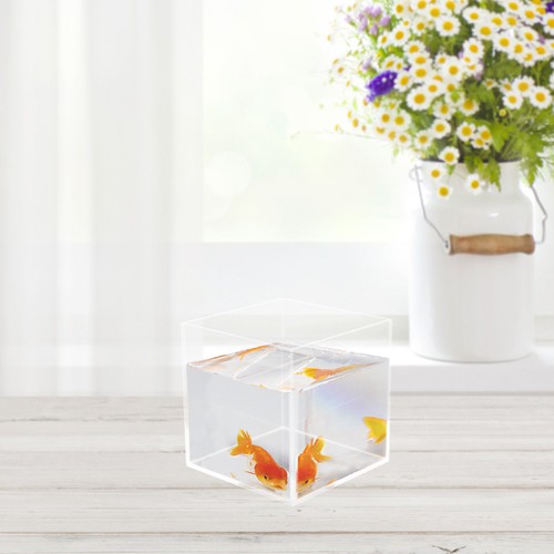 Bocaux poissons petit bocal - poissons,