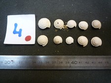 104.03 L - SOLARIUM PATULUM -