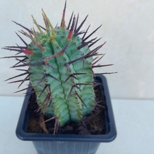 Euphorbia Plante Vivante