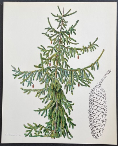 Botanique épicéa - botanique,