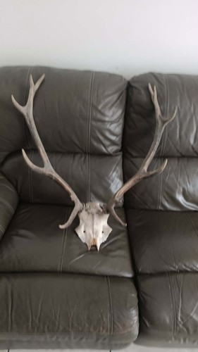 Bois cerf cors - cerf, trophée