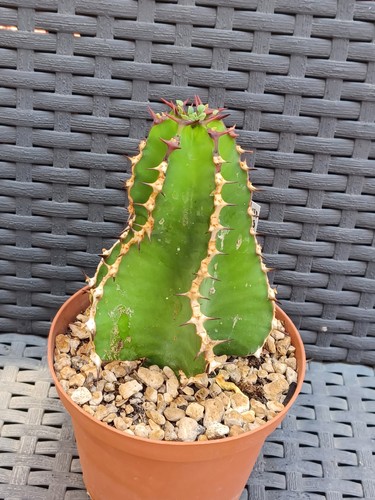 Euphorbia cooperi cactus - euphorbia,