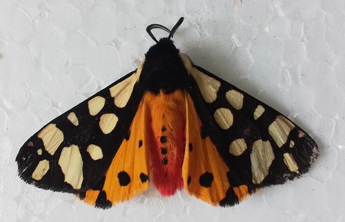 Papillon ecaille fermiere - papillon,