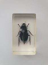 Insecte inclusion résine -