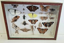 Taxidermie Cabinet de curiosité  boite papillons ( Deyrolle )vers 1960