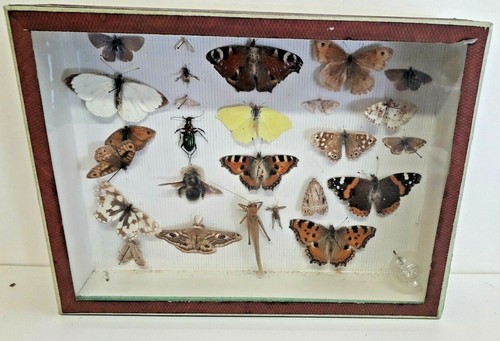 Taxidermie cabinet - taxidermie,