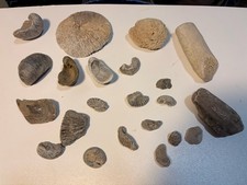 lot de 22 coquillages -