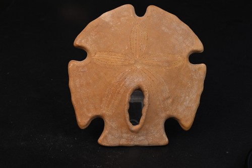 Oursin fossile encope - fossile,