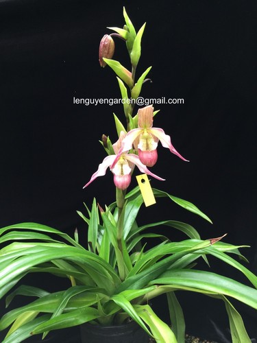 Phrag calurum victoria - calurum, ‘victoria