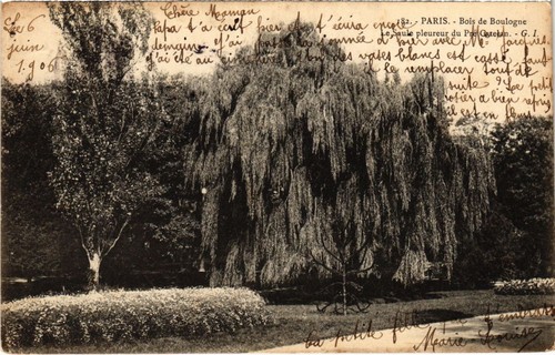 Cpa bois boulogne saule - bois,