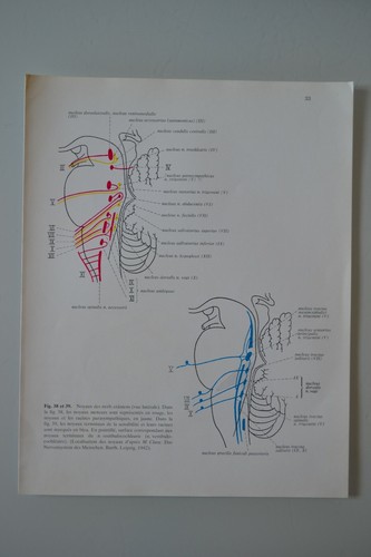 Planche anatomie humaine - planche, d'anatomie