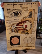 Planche anatomique n°11 1930 Signée Arnould Moreaux. Librairie Maloine PARIS N°6