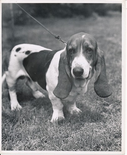 Basset hound 1950 - hound, c.