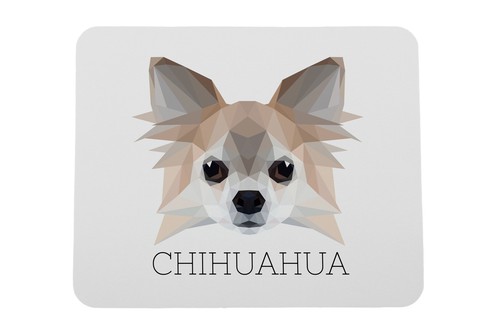 Chihuahua poil long - à,