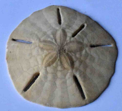 Dollar des sables fossile - dollar,