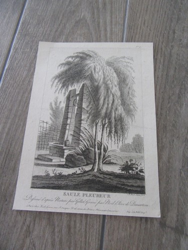 Gravure saule pleureur - ,