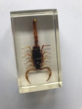 SCORPION INCLUSION en RESINE  2,5 x 4,2 x 7,5 cm 